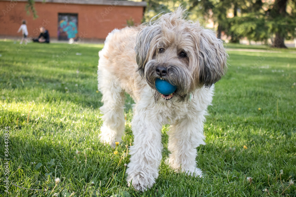 Perro adulto en el parque con una pelota en la boca