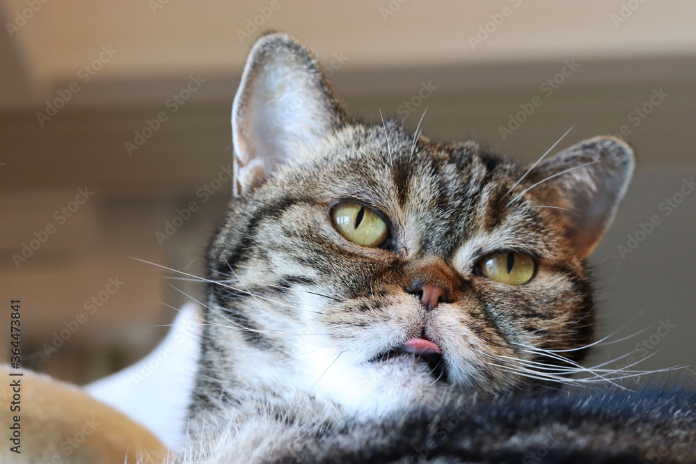 優しい目で少し舌を見せる猫アメリカンショートヘア