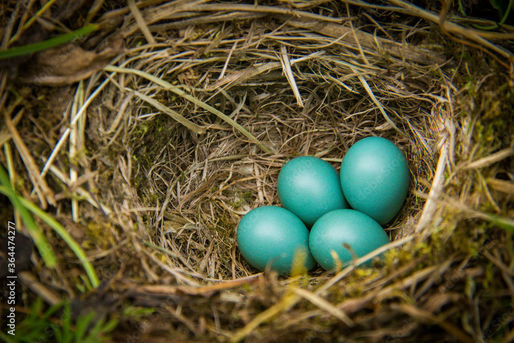 nest with eggs nest with eggs