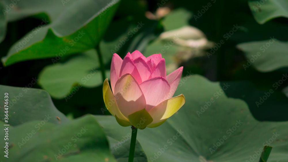 The bud of lotus flower in the pond with the green leaves around The bud of lotus flower in the pond with the green leaves around