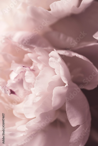 Pink peon.  Abstract floral background  macro