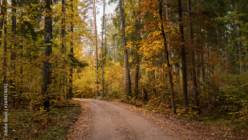 Fototapeta Naklejka Na Ścianę i Meble -  road in forest 