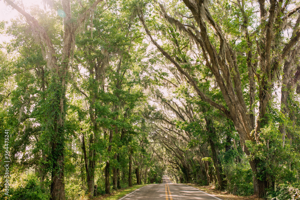 Rustic Canopy Road Down South | Full of Oak Trees in Florida Rustic Canopy Road Down South | Full of Oak Trees in Florida