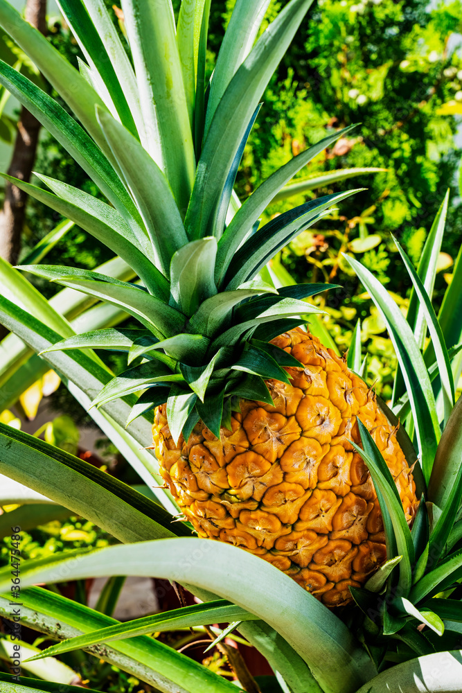 Obraz premium Ripe Pineapple On The Pineapple Tree
