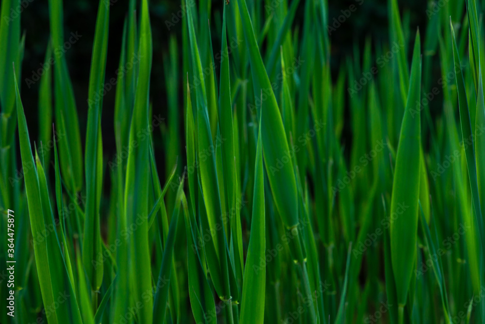 green grass background green grass background