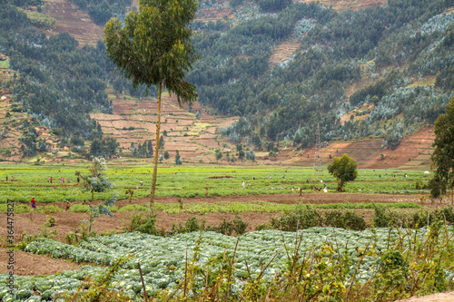 MUSANZE, RWANDA: People are working their fertile volcanic fields. In the background a steep hillside with agricultural plots, Eucalyptus forest, and villages.  photo