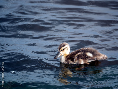 The duckling floats in the water