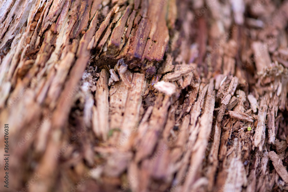 tree tree