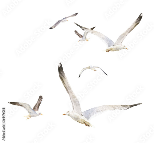 Obraz na płótnie Flying seagulls flock hand drawn in watercolor isolated on a white background