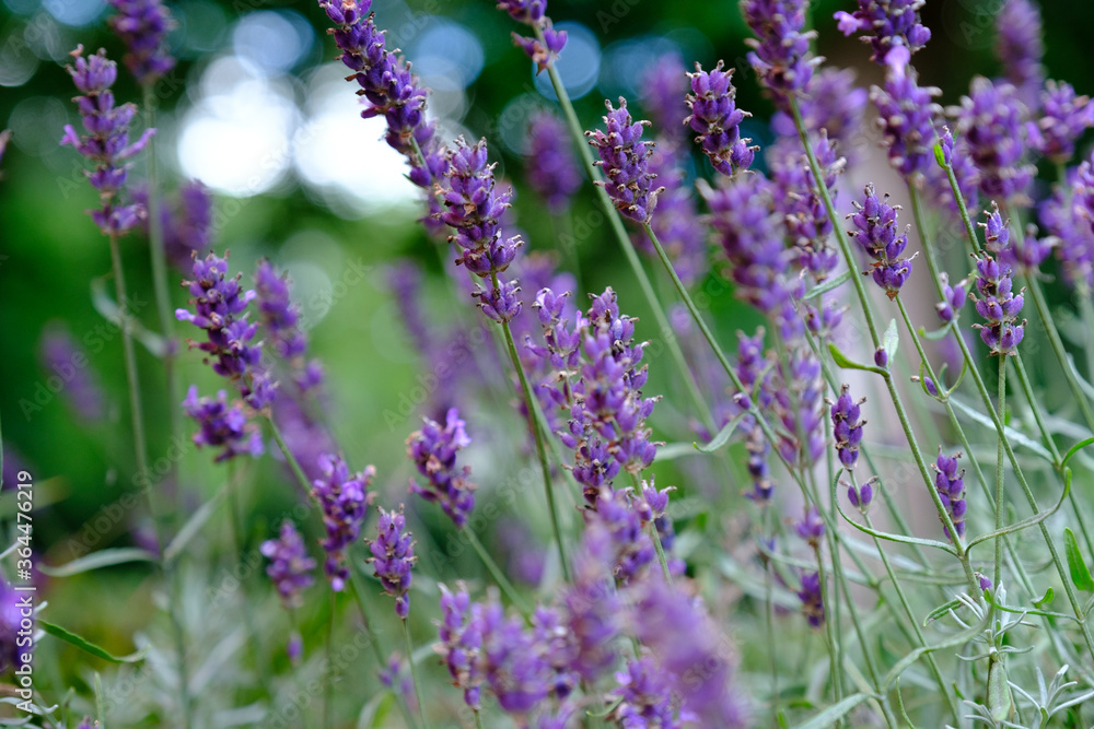 Obraz premium Lavender Field in the summer, close up shot with bokeh. Floral background.