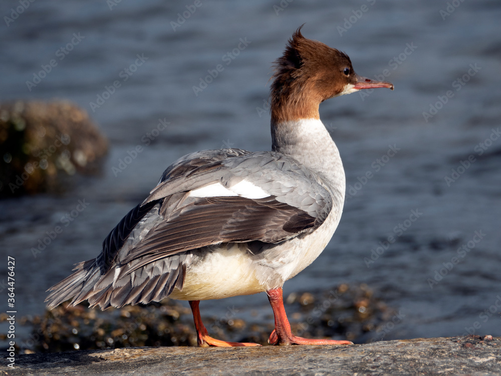 Female Goosander (Mergus merganser) standing on a rock by the river in summer Female Goosander (Mergus merganser) standing on a rock by the river in summer