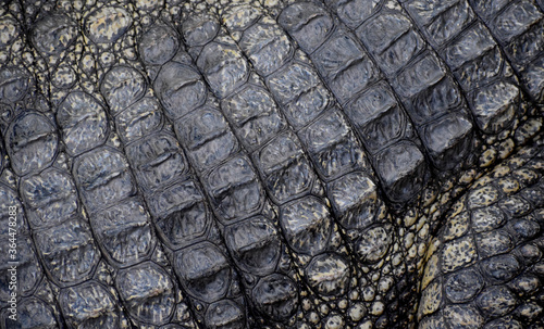 crocodile skin coat texture clouse