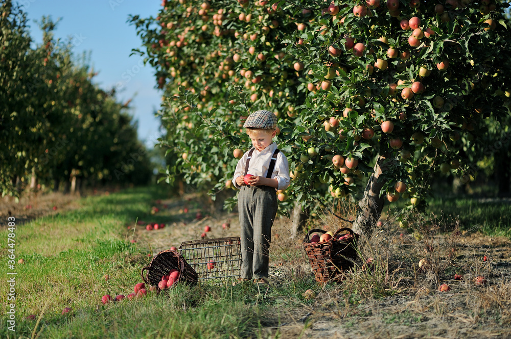 Little boy picking apples in the orchard.