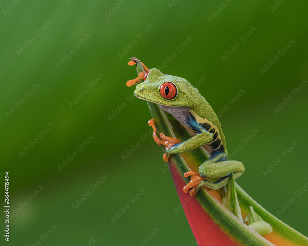 Red-Eyed Tree Frog or Monkey Fog (Agalychnis callidryas), Perched on Heliconia Ecuatoriana,