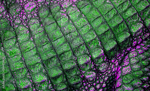 crocodile skin coat texture clouse