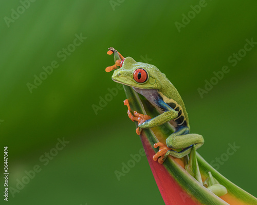 Red-Eyed Tree Frog or Monkey Fog (Agalychnis callidryas), Perched on Heliconia Ecuatoriana, © Gordon