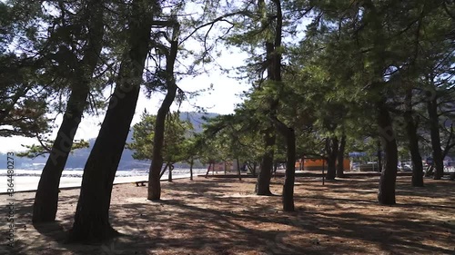 A panning shot of pine trees in South Korea during winter (shoot info: Cin2, 1080p, 23.97fps slowmotion from 59.94fps) photo