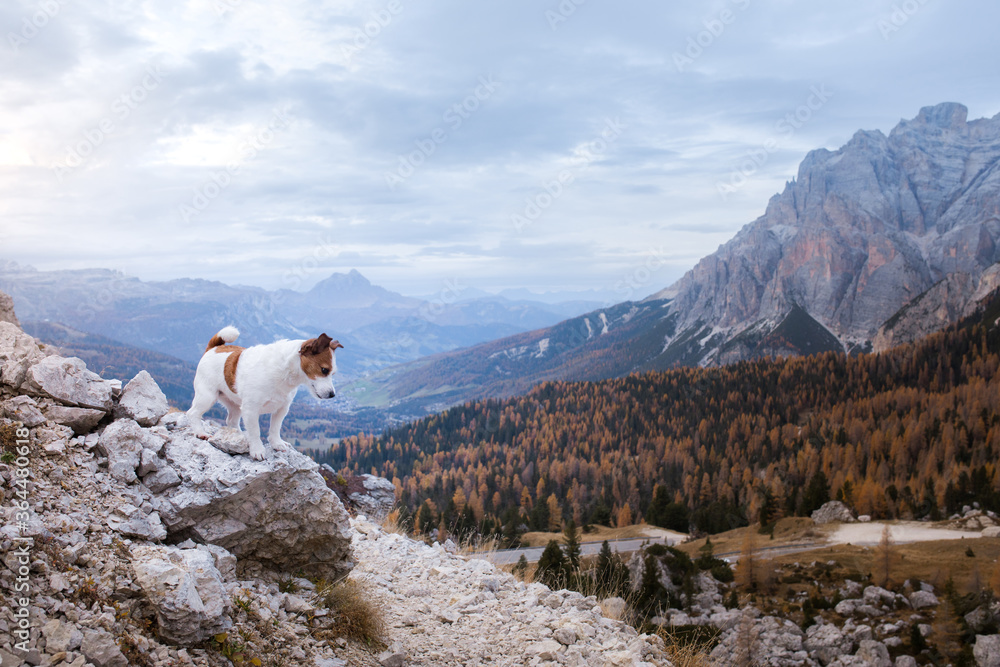 dog in the mountains. Jack Russell Terrier on peak of rocks at sunset. . Hiking with a pet