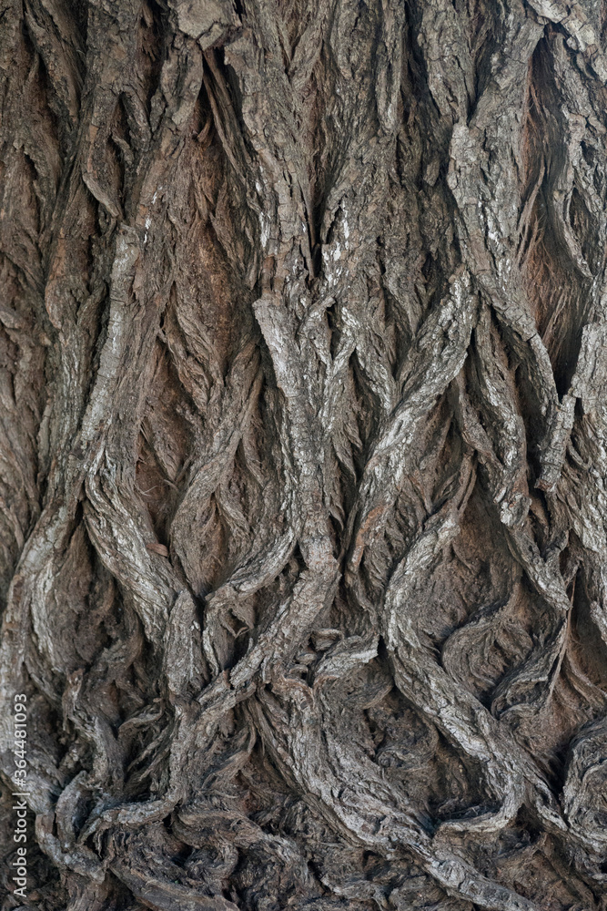 tree bark texture tree bark texture