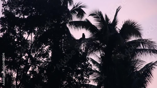 Tropical night. A large owl flies and hunts from a tree in a palm grove, Brown Fish-Owl (Ketupa zeylonensis). Flying foxes fly across the sky, Sri Lanka
 photo