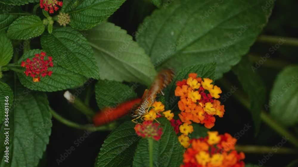 Close up of A red lacewing butterfly collecting neckar from flowers Close up of A red lacewing butterfly collecting neckar from flowers