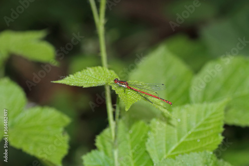 Wallpaper Mural Adonislibelle Torontodigital.ca