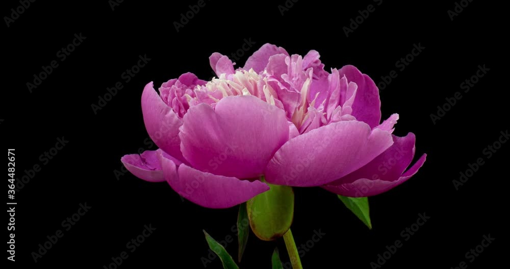 Timelapse of pink peony flower blooming on black background. Blooming peony open, close-up. Wedding backdrop, Valentine's Day. Peony stamens movement, alpha channel. Timelapse of pink peony flower blooming on black background. Blooming peony open, close-up. Wedding backdrop, Valentine's Day. Peony stamens movement, alpha channel.