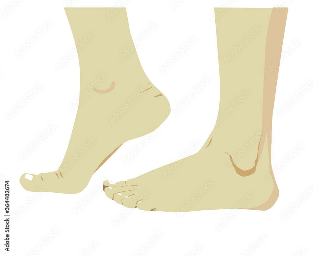 Legs, white background vector illustration .eps Legs, white background vector illustration .eps