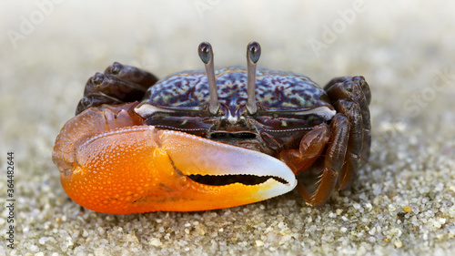colorful violinist crab on the sand. a strong carapace and a giant orange claw as a weapon for defense, this shy crustacean is a formidable fighter. macro photo on a beach of a Thai island 