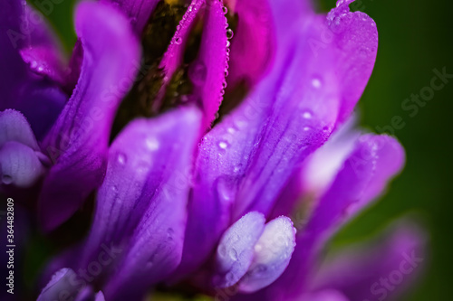 Fototapeta Naklejka Na Ścianę i Meble -  close up of purple crocus