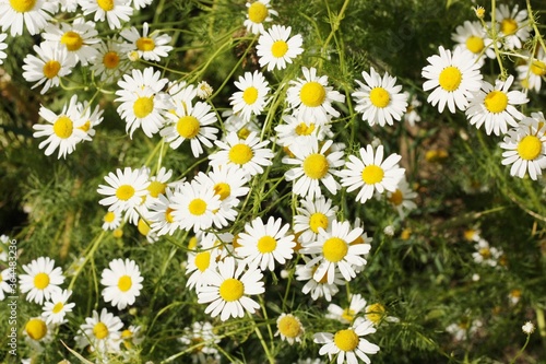 Beautiful view white daisies in the field