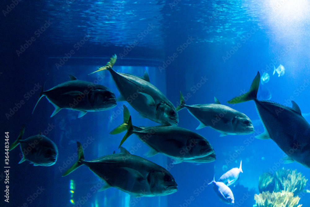 Fototapeta premium Lisboa Lisbon aquarium, capital of Portugal 