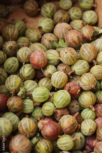 Ripe seasonal gooseberries in a box macro 