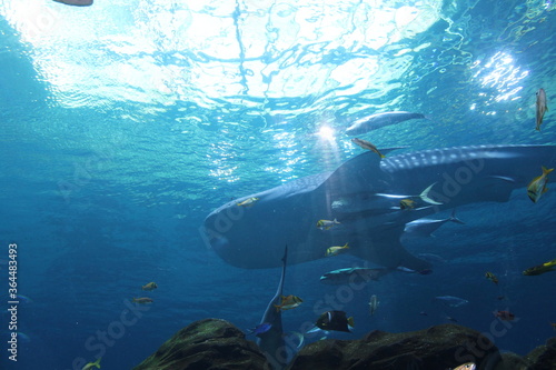 school of fish