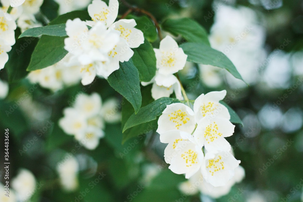 Tree with beautiful white flowers in the garden Tree with beautiful white flowers in the garden