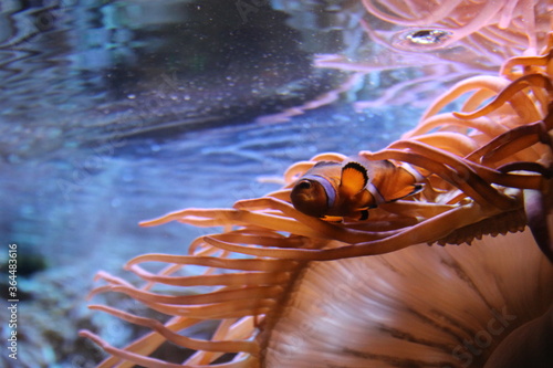 Clown Fish in an Anemone