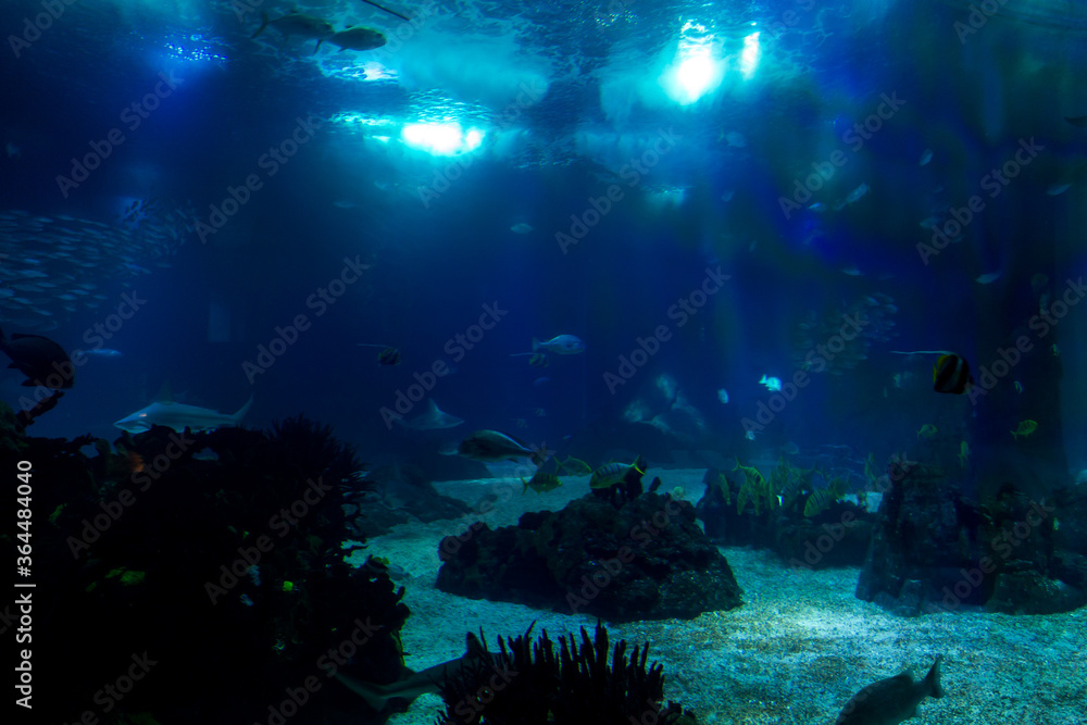 Lisboa Lisbon  aquarium , Oceanário de Lisboa