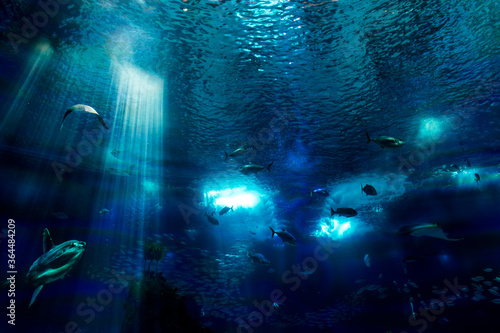 Lisboa Lisbon  aquarium , Oceanário de Lisboa