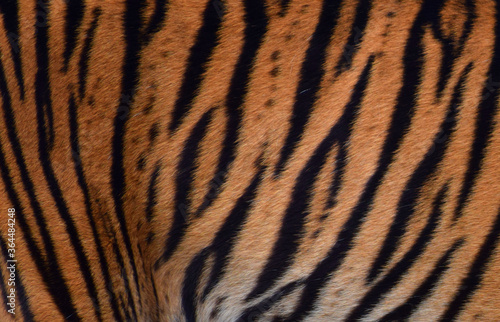 Tiger fur abstract