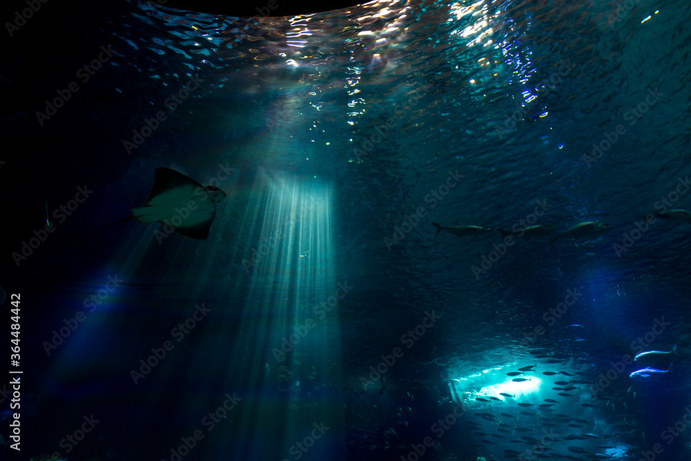 Obraz premium Lisboa Lisbon aquarium , Oceanário de Lisboa