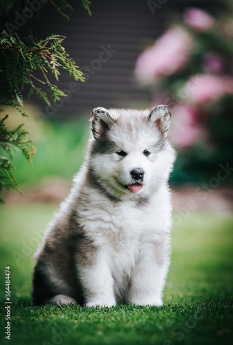 Valokuva happy alaskan malamute puppies posing outside