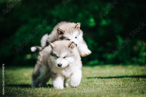 Foto happy alaskan malamute puppies posing outside