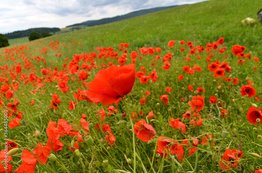 Obraz premium Rapsfeld mit Mohnblumen in der Rhön