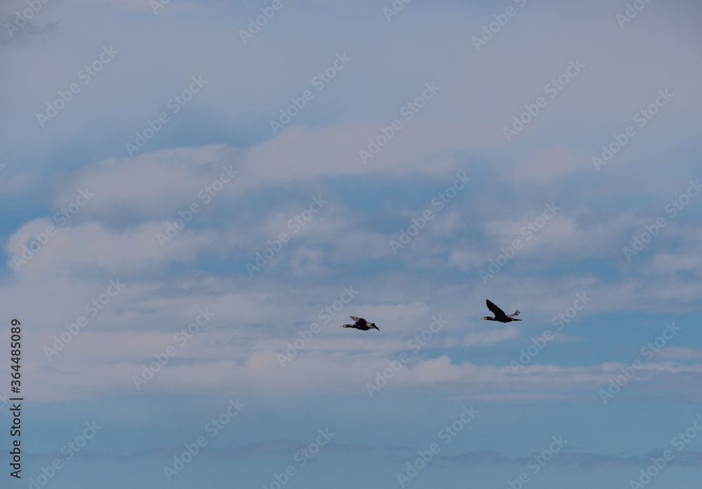 Obraz premium birds in flight