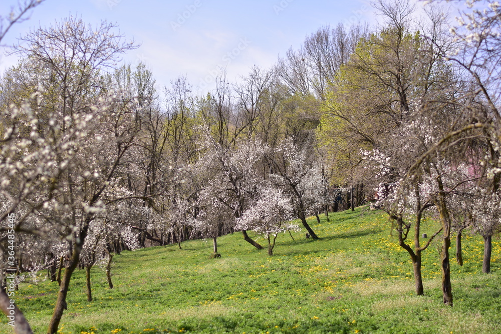 prunus domestica flowers. plum tree in blooming period prunus domestica flowers. plum tree in blooming period