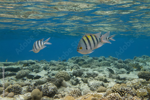 Indo-Pacific sergeant (Abudefduf vaigiensis) in Red Sea