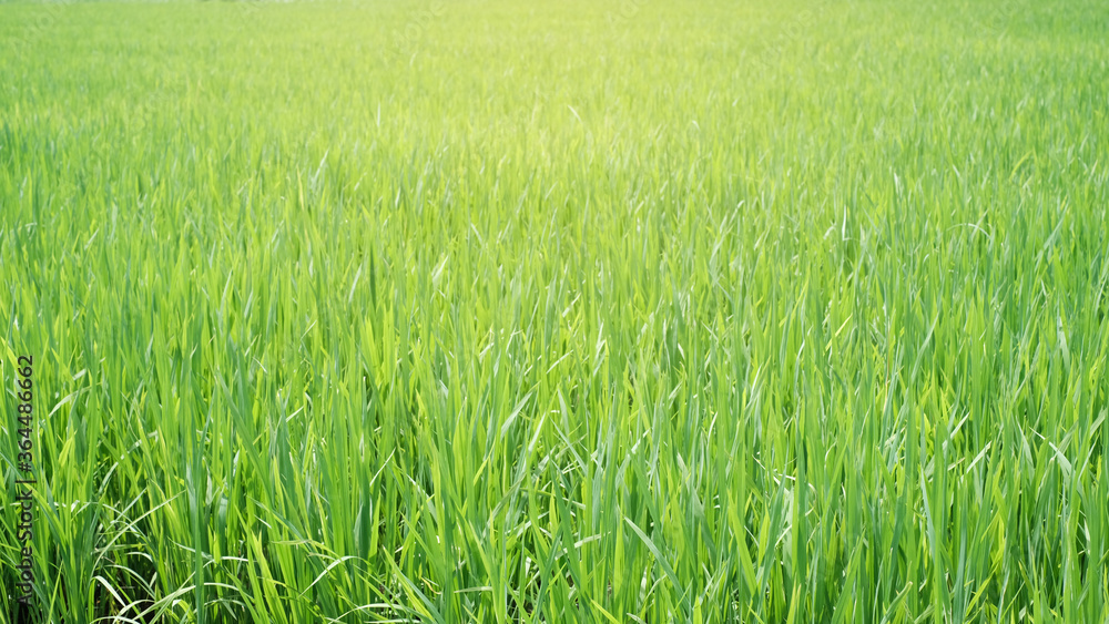 Nature view green rice field with sun light as background or wallpaper Nature view green rice field with sun light as background or wallpaper