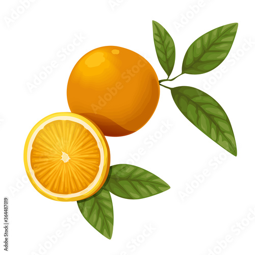 Vector realistic orange fruite, orange slice and leaf isolated on white background, Can be disassembled for decoration.