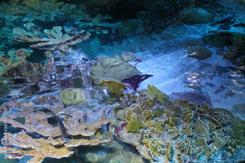 coral reef in the sea