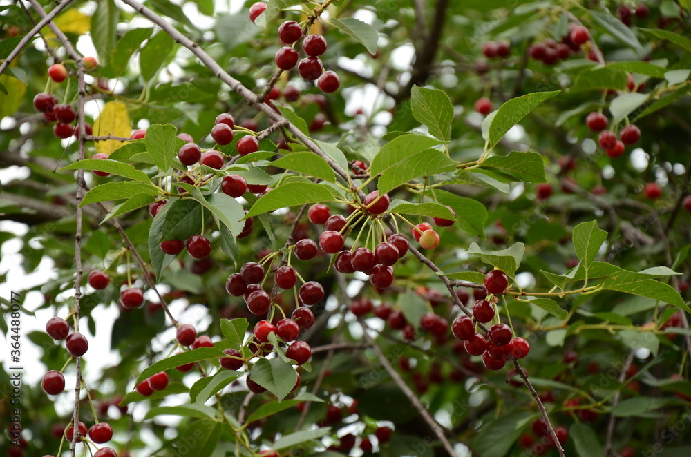 red berries on a branch